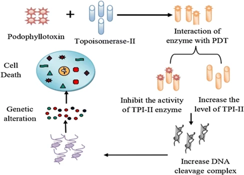 Podophyllotoxin Mechanism Of Action Podophyllotoxin Mechanism Of Action