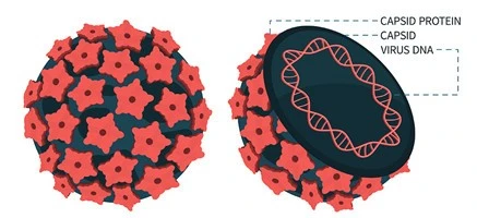 Podophyllotoxin Used For1 Podophyllotoxin Used For1