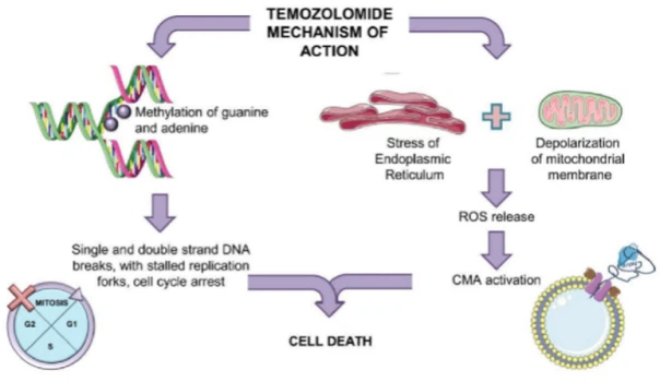 Mechanism Of Temozolomide Mechanism Of Temozolomide
