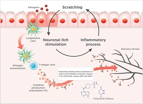 How Does Oclacitinib Maleate Work Ajpg How Does Oclacitinib Maleate Work Ajpg