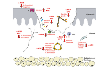 How KPV Peptides Work 2 How KPV Peptides Work 2