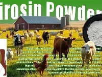 Dolgo{0}}delujoči antibiotiki lahko izboljšajo zdravje živine