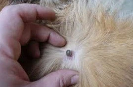 53Veterinary ivermectin powder 53Veterinary ivermectin powder